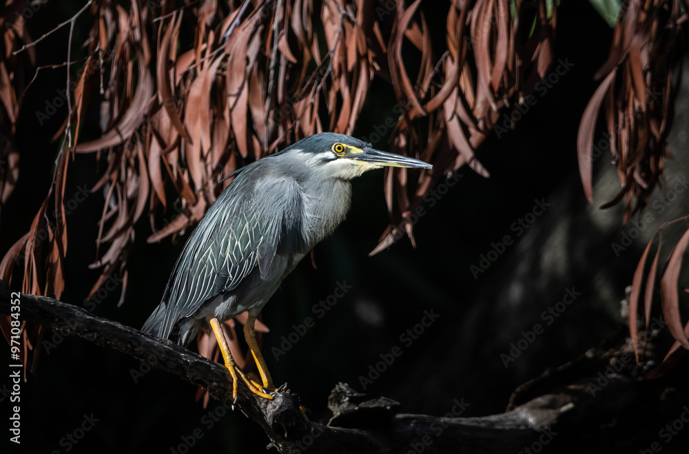 Striated Heron perched on a branch in a black background.