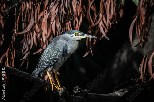 Obraz na płótnie Striated Heron perched on a branch in a black background. w salonie