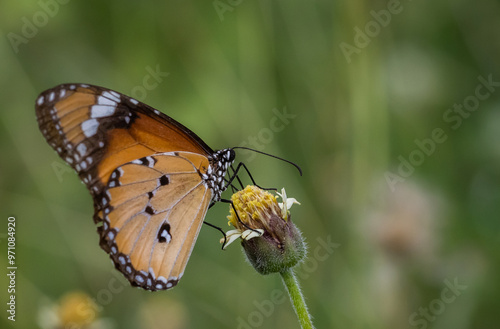 Plain tiger, African queen common love leaf caterpillar butterfly All butterflies in this subfamily are poisonous. It is thought to have been accumulated by eating leaves containing resin during the c photo