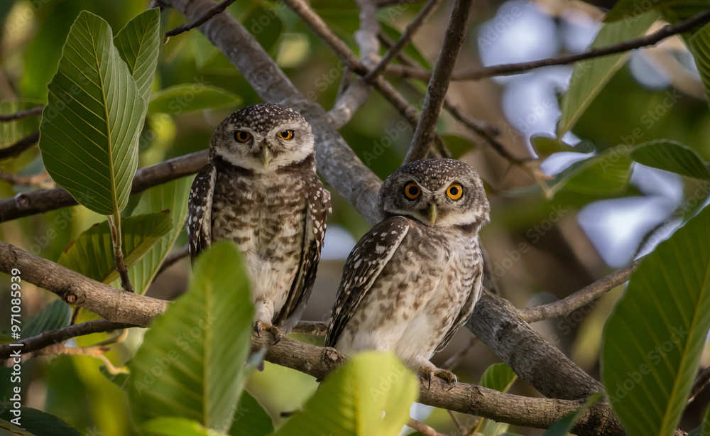 Spotted owlet (Athene brama) in garden animal portrait.