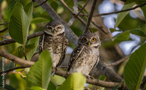 Obraz na płótnie Spotted owlet (Athene brama) in garden animal portrait. w salonie