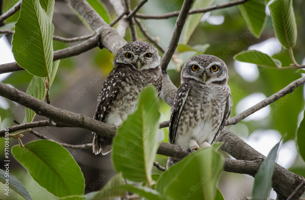Spotted owlet (Athene brama) in garden animal portrait.