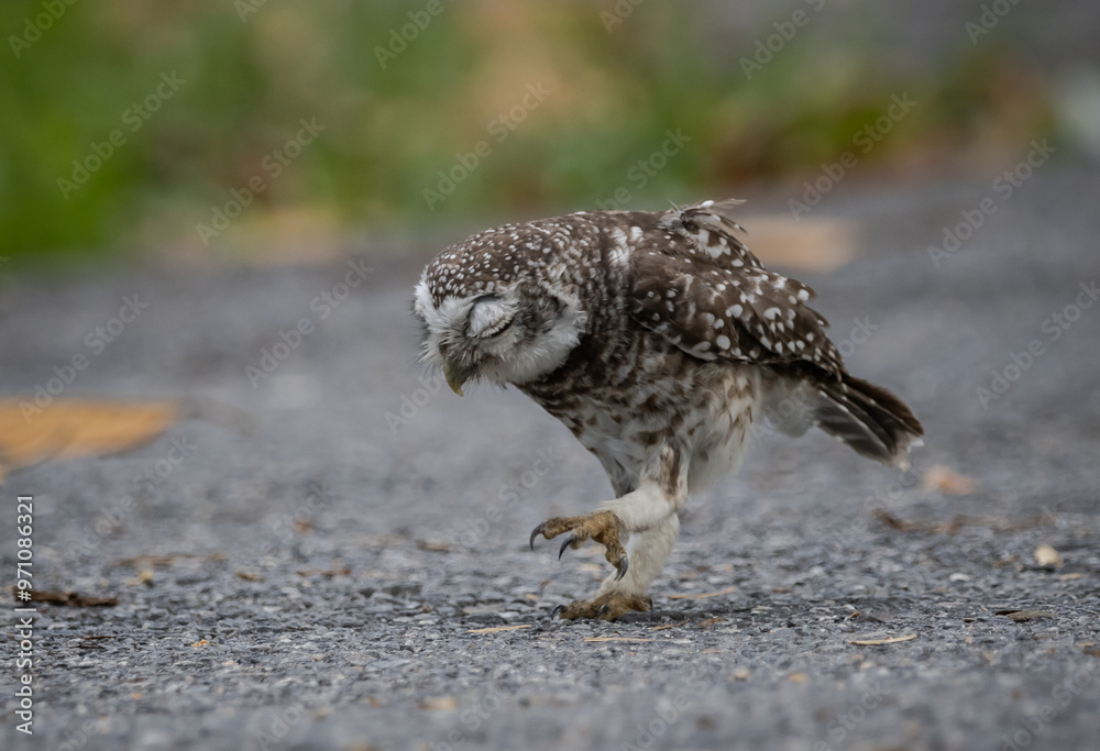 Spotted owlet (Athene brama) in garden animal portrait.