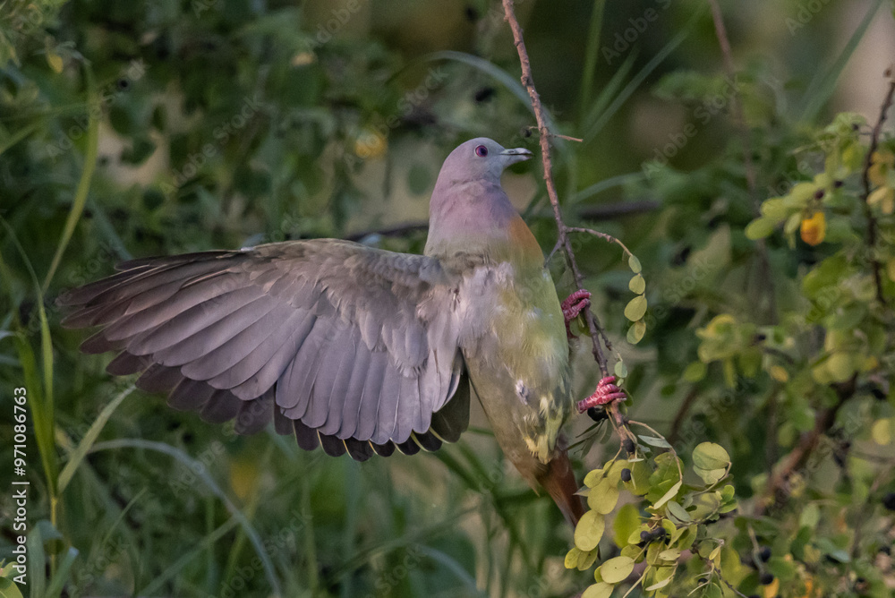 Pink-necked Pigeon It is a resident bird that can be found in Thailand.