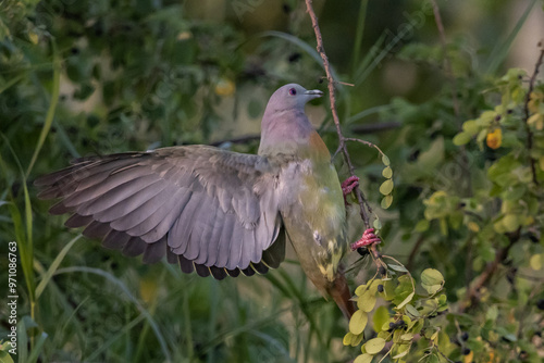 Obraz na płótnie Pink-necked Pigeon It is a resident bird that can be found in Thailand. w salonie