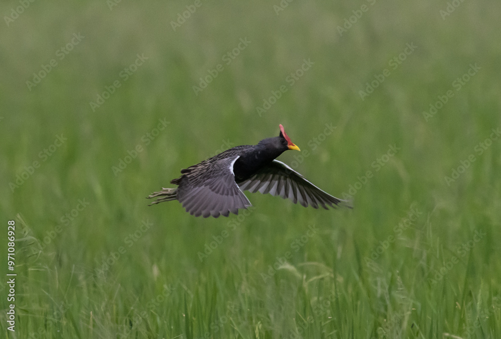 Watercock that is flying over rice fields in Thailand.