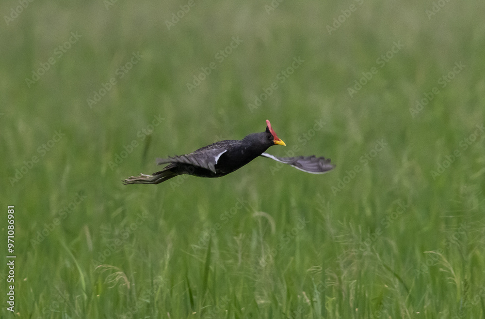 Watercock that is flying over rice fields in Thailand.