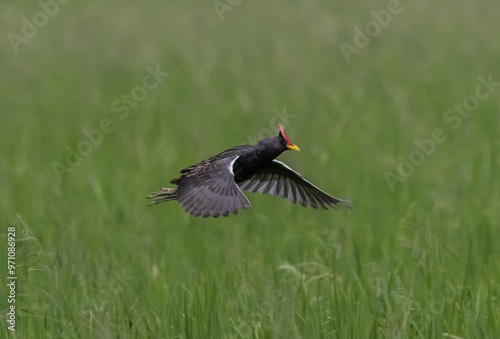 Obraz na płótnie Watercock that is flying over rice fields in Thailand. w salonie