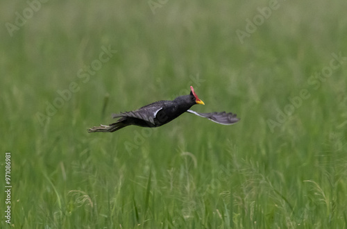 Obraz na płótnie Watercock that is flying over rice fields in Thailand. w salonie