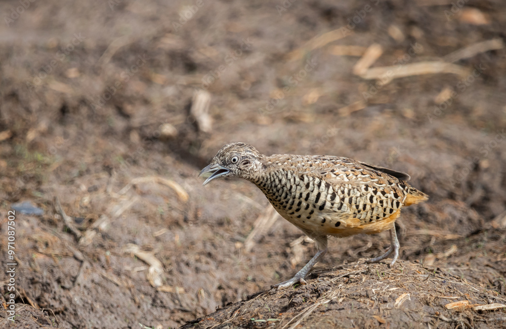 Barred Buttonquail that can be found in the fields of Thailand.