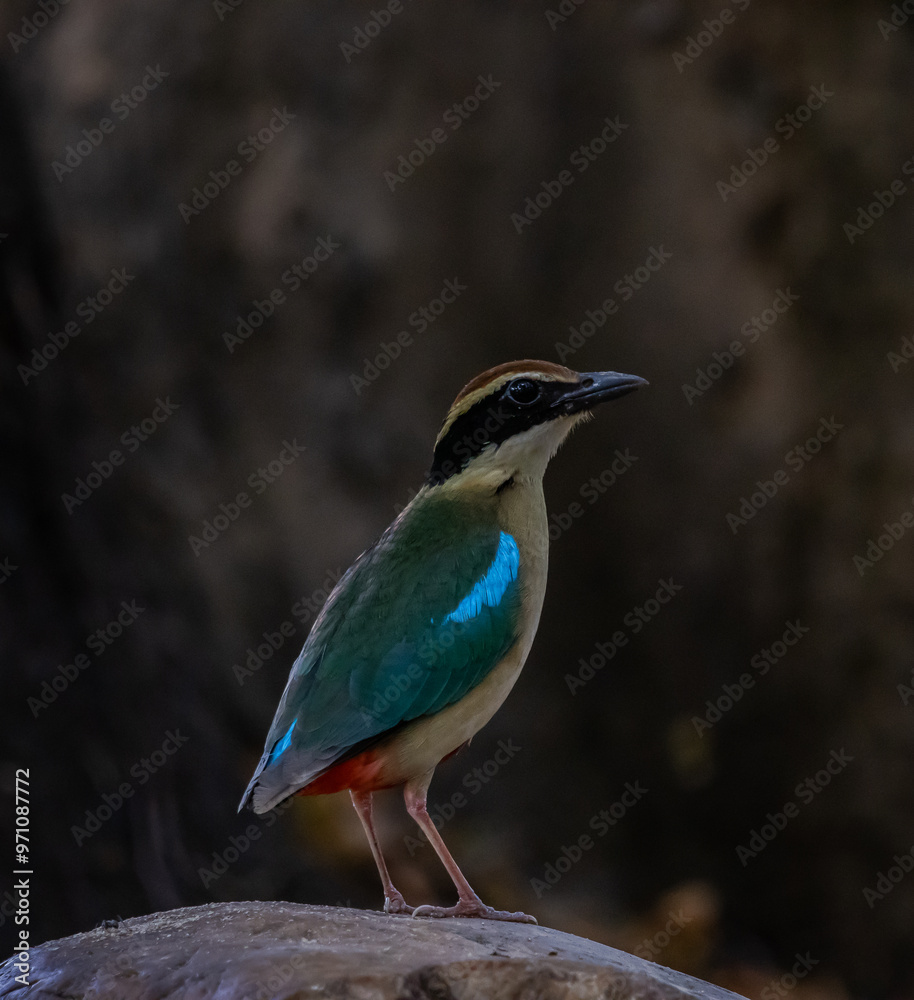 Fairy Pitta in park of Thailand.