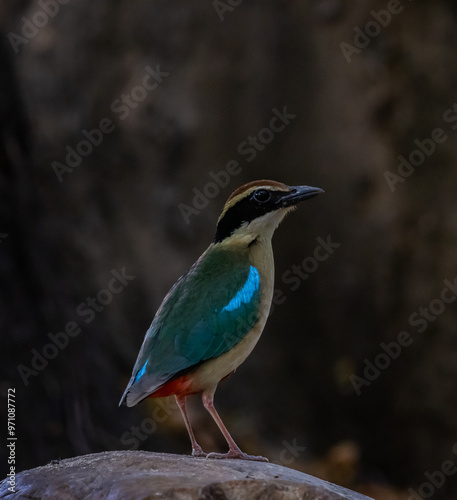 Obraz na płótnie Fairy Pitta in park of Thailand. w salonie