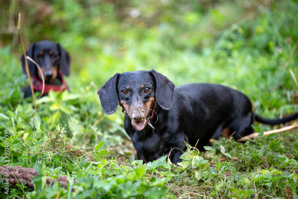 Black&tan old dachshund happy dirty face outdoor portrait Black&tan old dachshund happy dirty face outdoor portrait