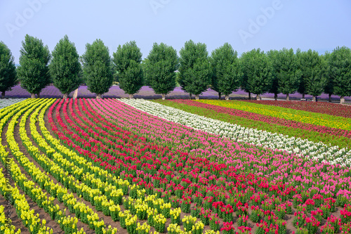 Colorful flower field in summer time at Furano town in Hokkaido prefecture,  Japan. photo