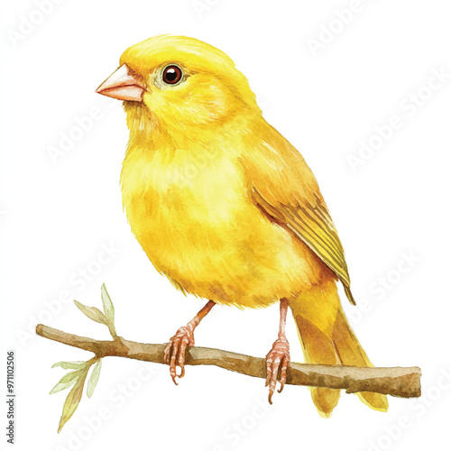cute Canary watercolor clipart illustration isolated