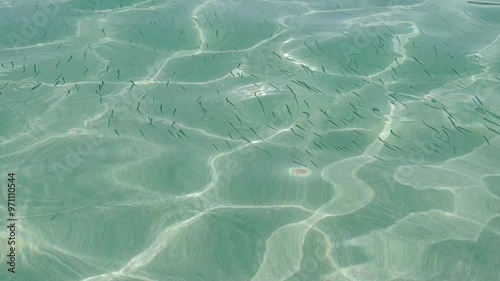 Small fishes swimming in a school near the shore on a beach in the Mediterranean Sea