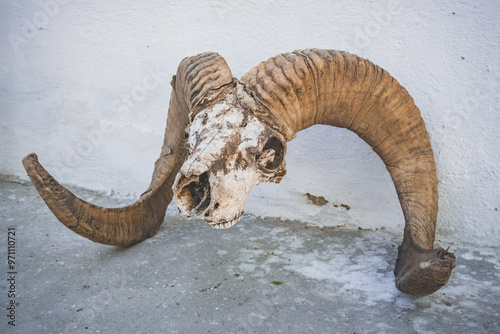 Skeleton of the head of the Pamir mountain sheep Marco Polo with curved rocks photo