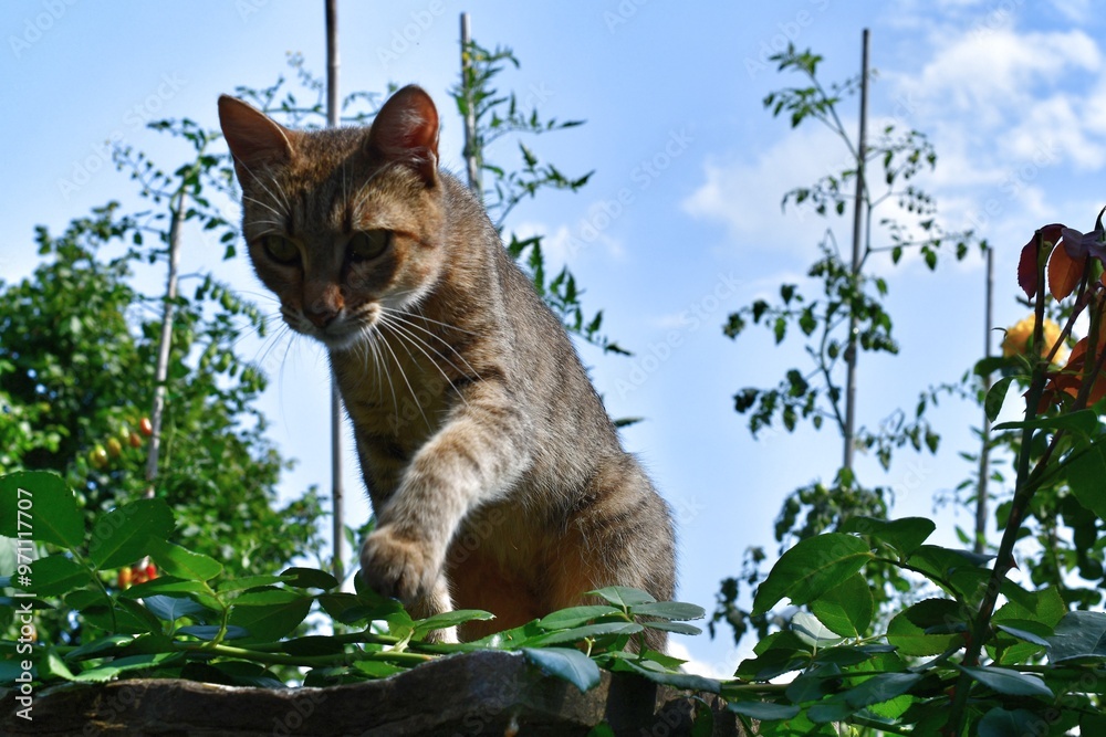 Eine Bauernhof-Katze in Südtirol