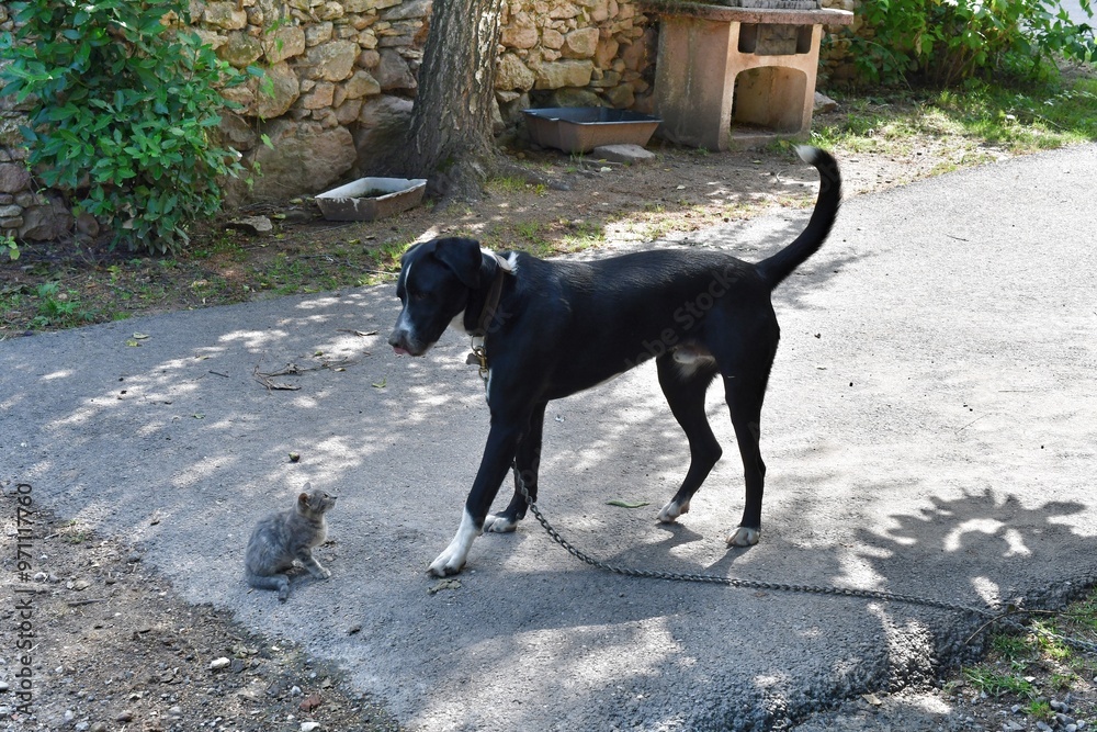 Ein Bauernhof-Hund und seine Katze in Südtirol