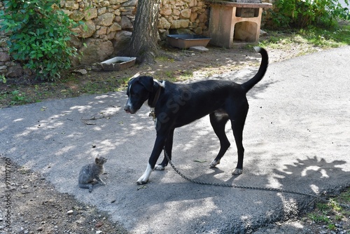 Obraz na płótnie Ein Bauernhof-Hund und seine Katze in Südtirol w salonie