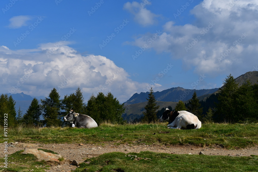Kühe auf der Weide auf dem Hirzer in Südtirol
