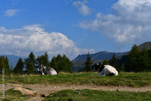 Obraz na płótnie Kühe auf der Weide auf dem Hirzer in Südtirol w salonie