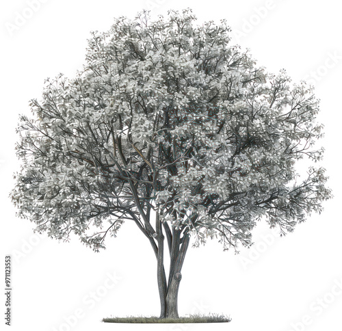 Wallpaper Mural PNG Blooming tree with white flowers Torontodigital.ca