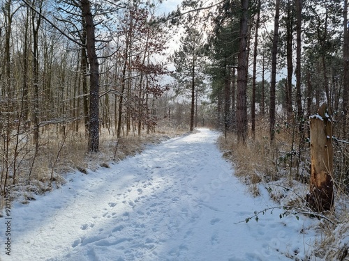 Wallpaper Mural path in the snow Torontodigital.ca