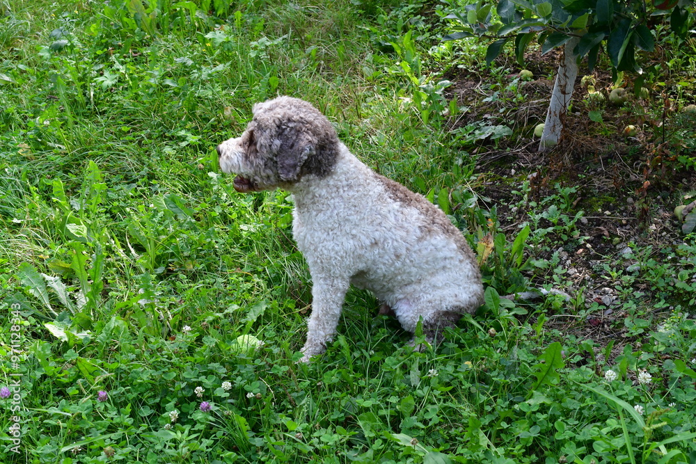 Portrait eines Lagotto Romagnolo Hundes