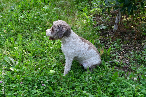 Obraz na płótnie Portrait eines Lagotto Romagnolo Hundes w salonie
