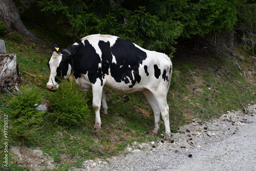 Obraz na płótnie Eine Kuh auf der Weide im Stubaital w salonie