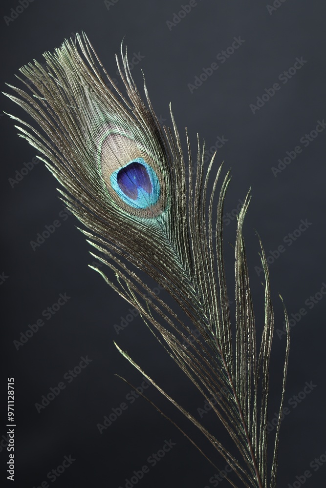 Obraz premium One beautiful peacock feather on black background, closeup