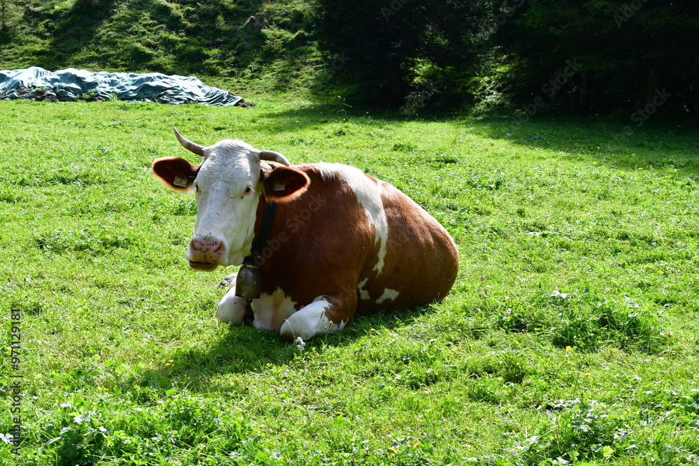 Eine Kuh auf der Weide im Stubaital in Tirol