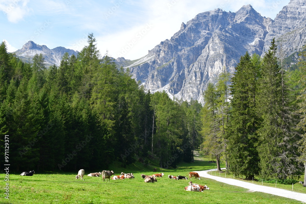 Schöne Landschaft mit Kühen auf der Weide im Stubaital