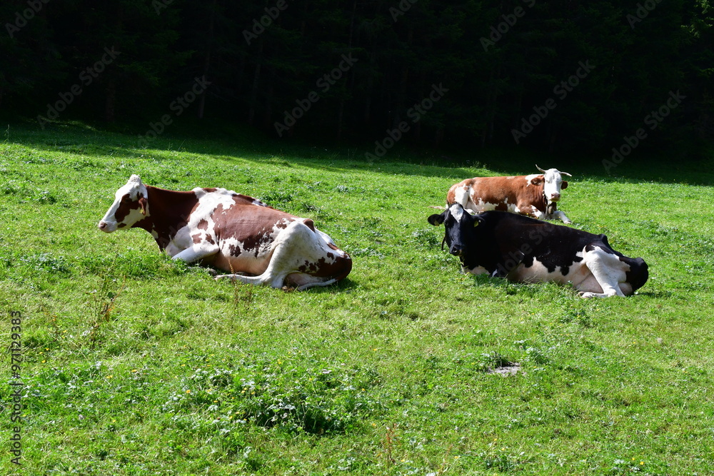 Kühe auf der Weide im Stubaital