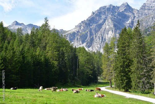 Obraz na płótnie Schöne Landschaft mit Kühen auf der Weide im Stubaital w salonie