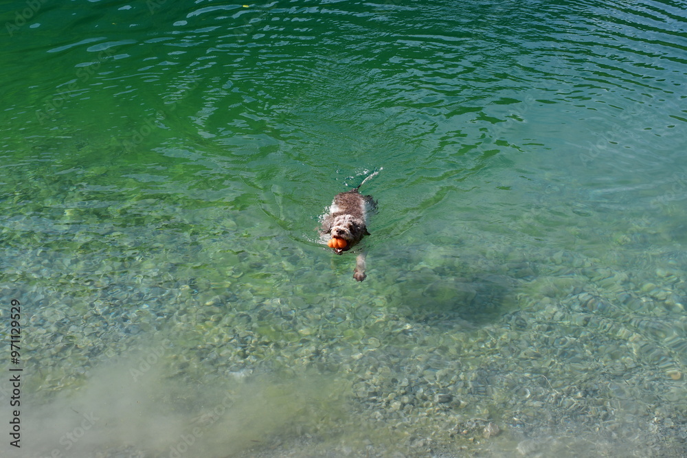 Ein Lagotto Romagnolo Hund schwimmt in eine, Bergsee im Stubaital
