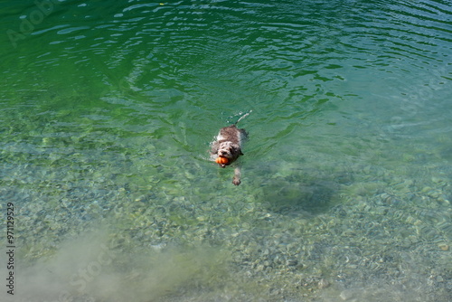 Obraz na płótnie Ein Lagotto Romagnolo Hund schwimmt in eine, Bergsee im Stubaital w salonie