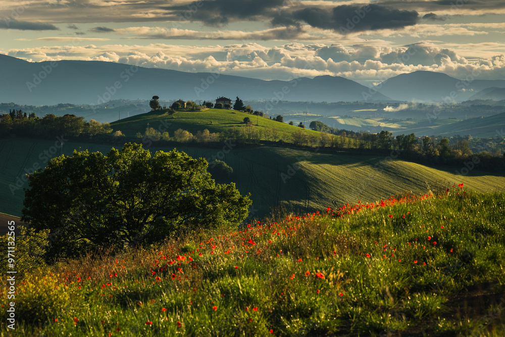 Spring view of landscapes of region Marche near Ancona during sunset. Green waves hills and lone trees make this landscape unreal.