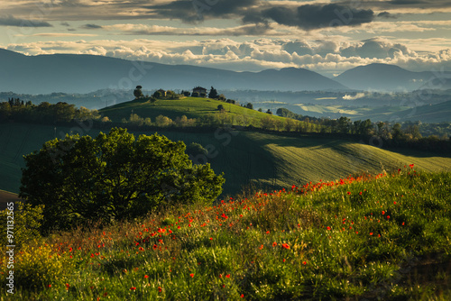 Obraz na płótnie Spring view of landscapes of region Marche near Ancona during sunset. Green waves hills and lone trees make this landscape unreal. w salonie