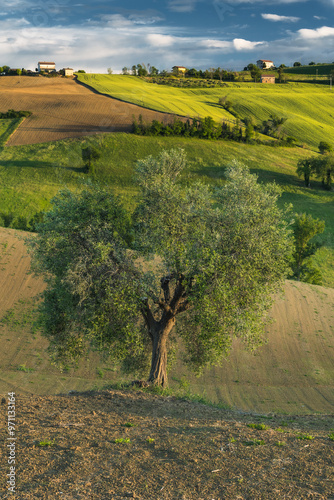 Spring view of landscapes of region Marche near Ancona during sunset. Green waves hills and lone trees make this landscape unreal.