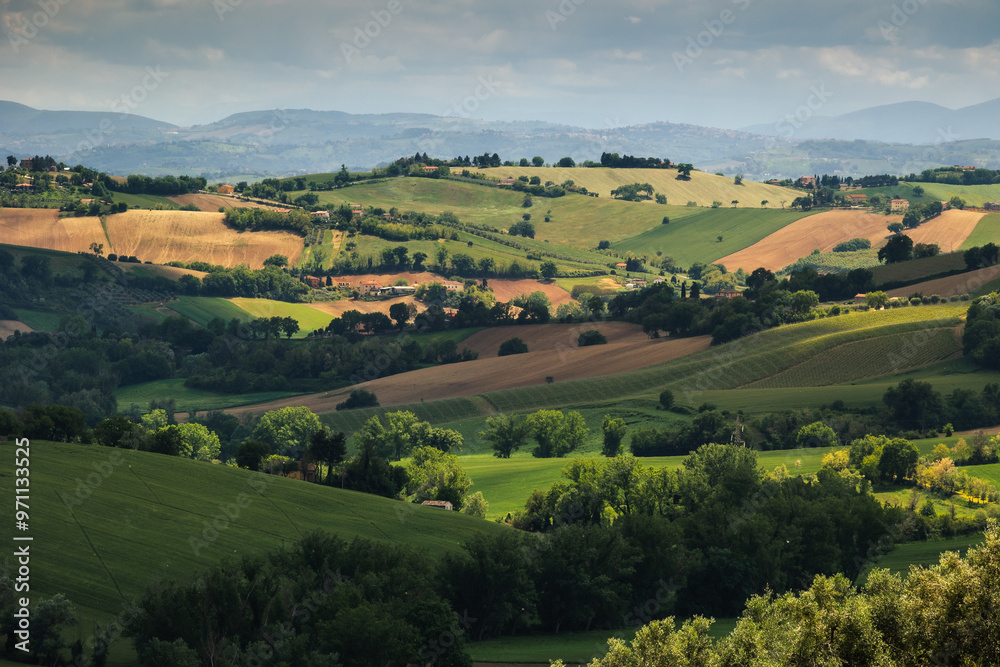 Spring view of landscapes of region Marche near Ancona during sunset. Green waves hills and lone trees make this landscape unreal.