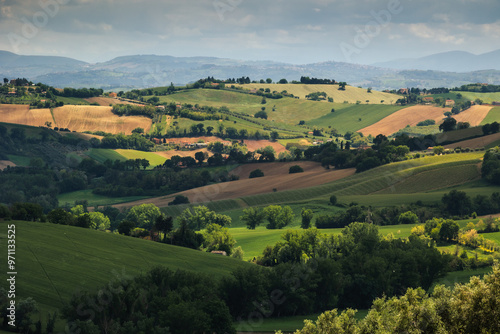 Obraz na płótnie Spring view of landscapes of region Marche near Ancona during sunset. Green waves hills and lone trees make this landscape unreal. w salonie
