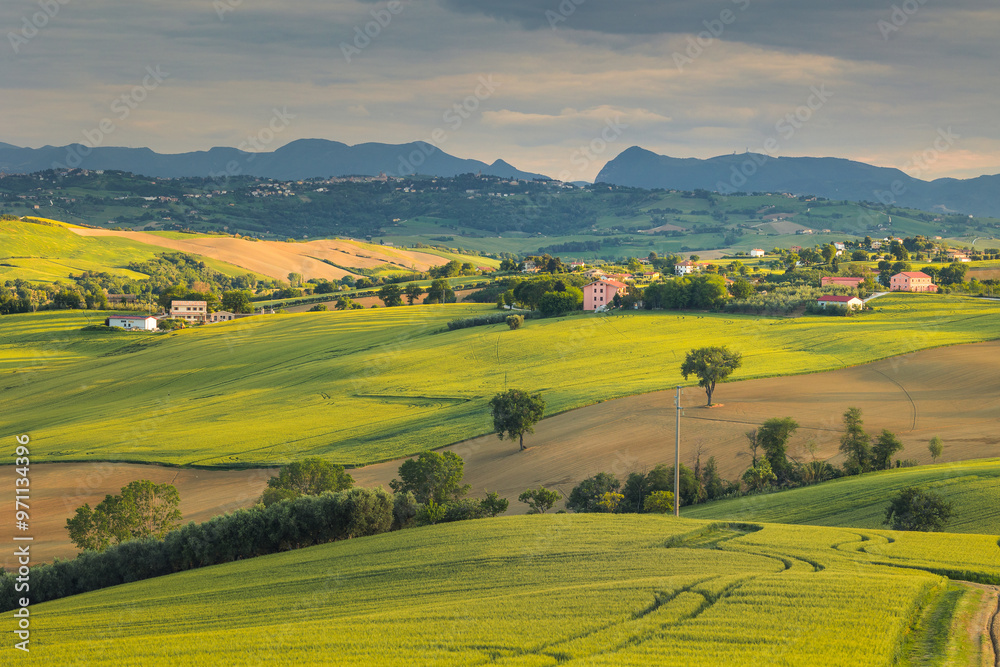 Spring view of landscapes of region Marche near Ancona during sunset. Green waves hills and lone trees make this landscape unreal.