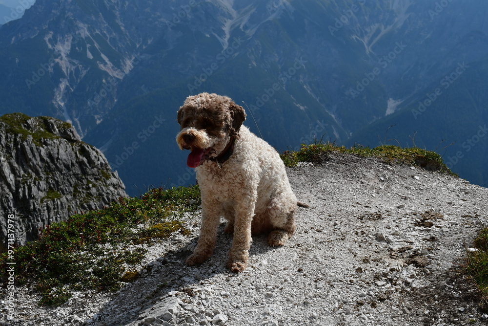 Ein Lagotto Romagnolo wandert im Stubaital in Tirol