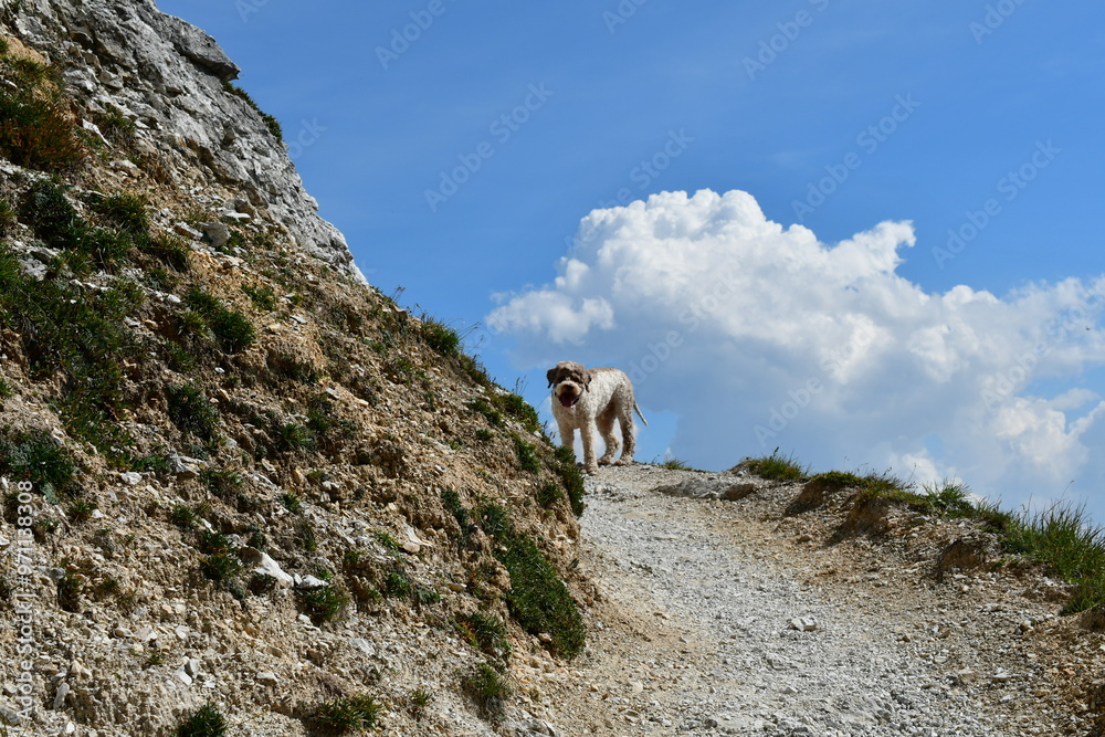 Ein Lagotto Romagnolo wandert im Stubaital in Tirol