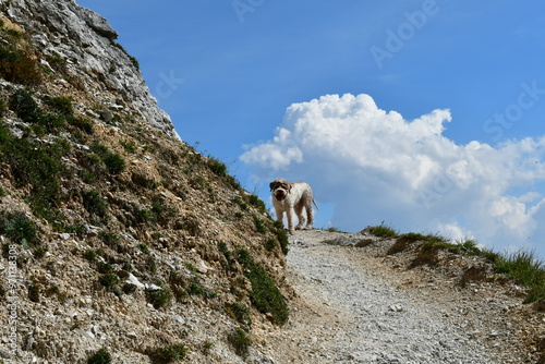 Obraz na płótnie Ein Lagotto Romagnolo wandert im Stubaital in Tirol w salonie
