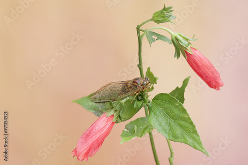 An evening cicada is perched on wildflower. This insect has the scientific name Tanna japonensis. photo