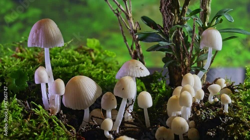 Time-lapse photography of wild fungus growth