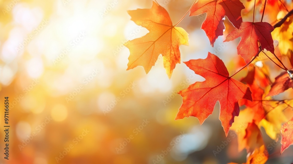 orange fall leaves in park, sunny autumn natural background orange fall leaves in park, sunny autumn natural background